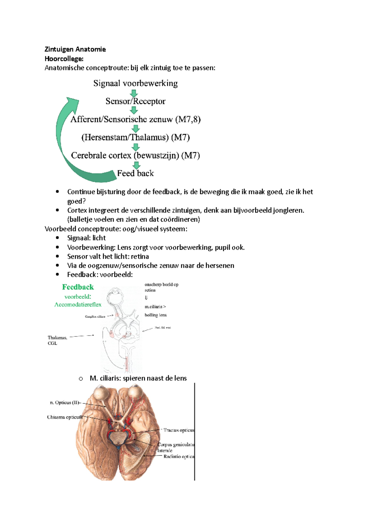 Zintuigen Anatomie Module 9 - Zintuigen Anatomie Hoorcollege ...