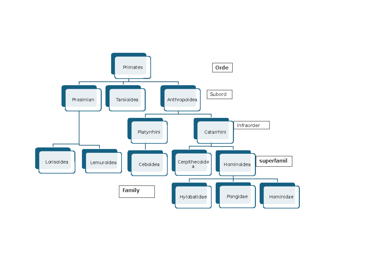 Primates diagrams - Primates Prosimian Lorisoidea Lemuroidea Tarsioidea ...