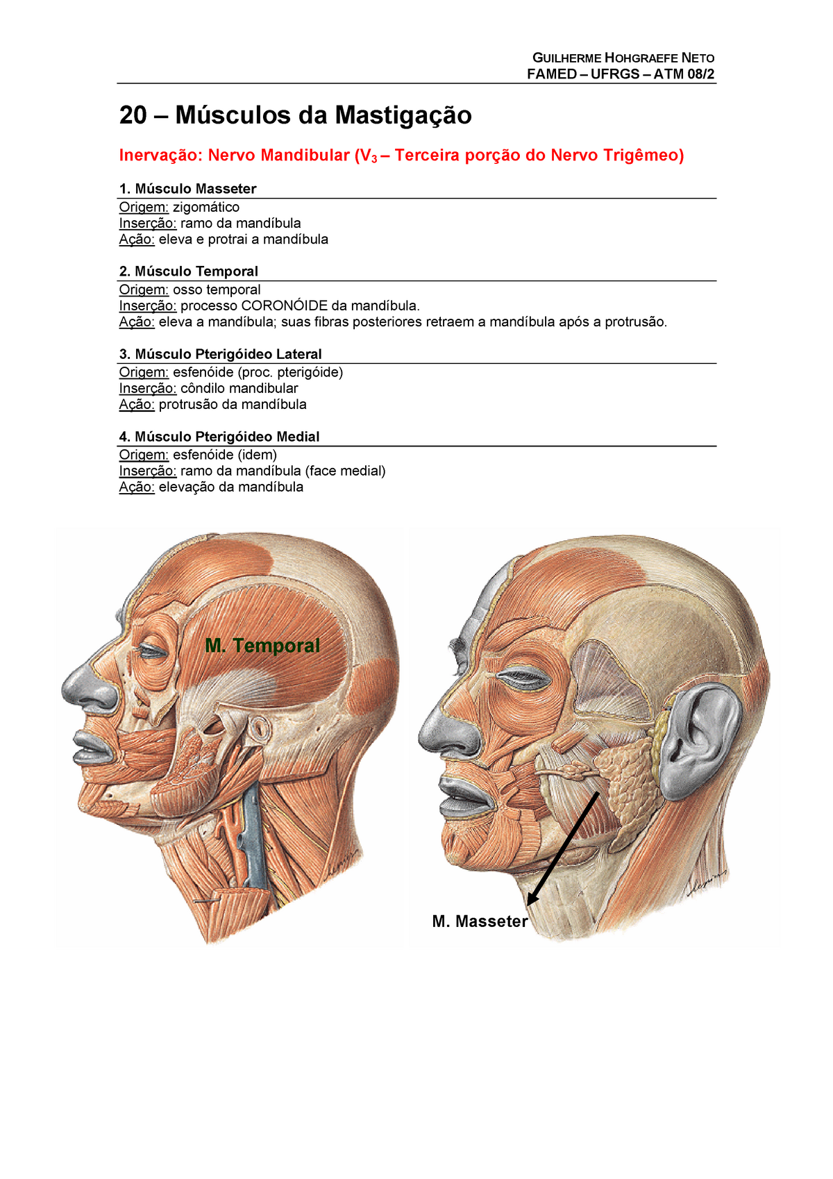 Músculo pterigóideo lateral: Origem, Inserção, Ação