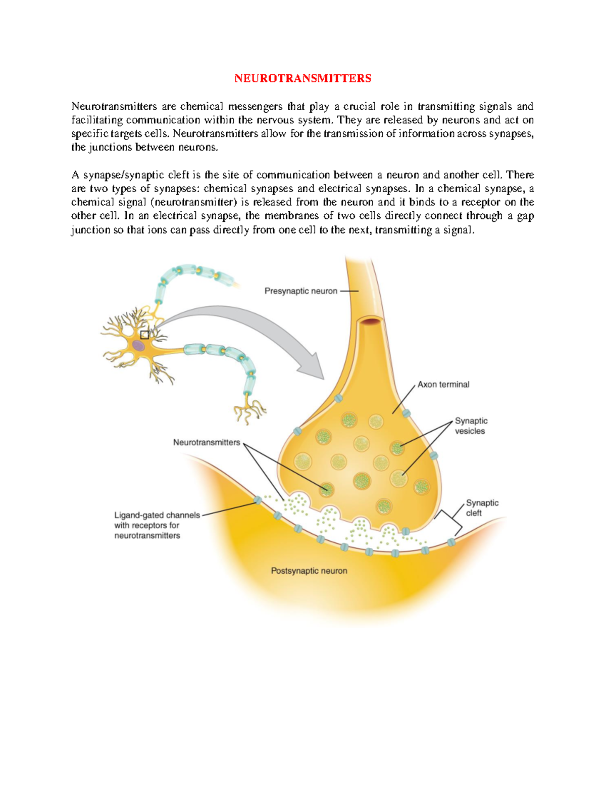 Lecturer 7 MBCh B Neurotransmitters - NEUROTRANSMITTERS ...