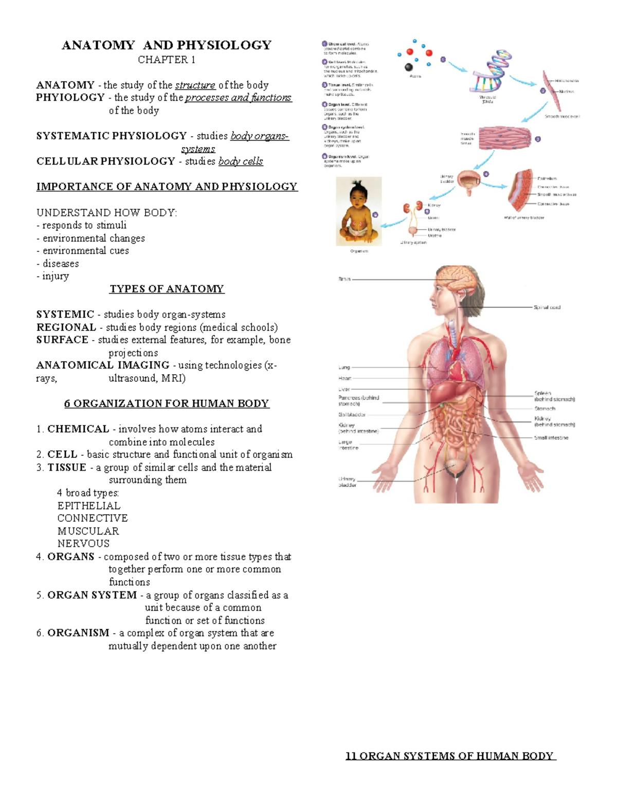 Anatomy AND Physiology - ANATOMY AND PHYSIOLOGY CHAPTER 1 ANATOMY - the ...