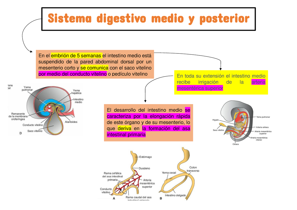 Sistema Digestivo Medio Y Posterior De Este Modo El Duodeno Queda Rodeado Por Tejido 6816