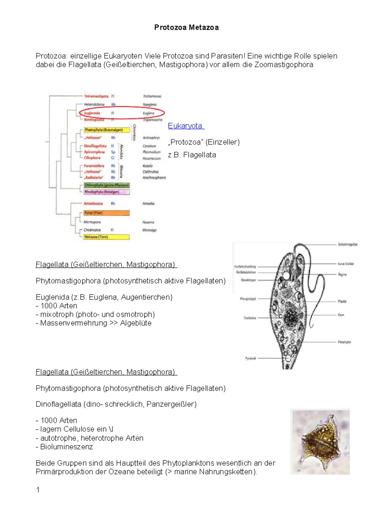 Protozoa Metazoa - Vorlesungsnotizen 2 - Protozoa Metazoa Protozoa ...