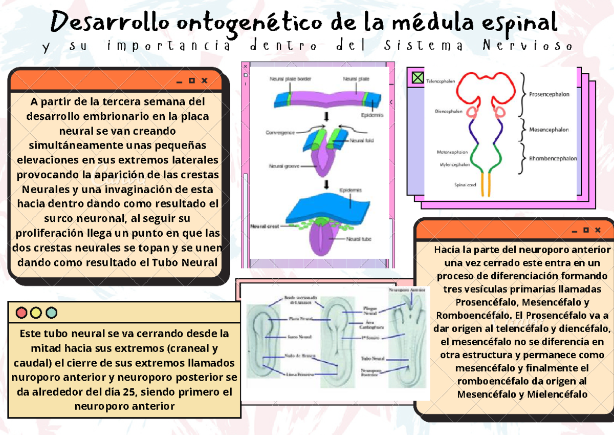 Organizador grafico aksjcnad Desarrollo ontogenético de la médula espinal y s u i m p o r t