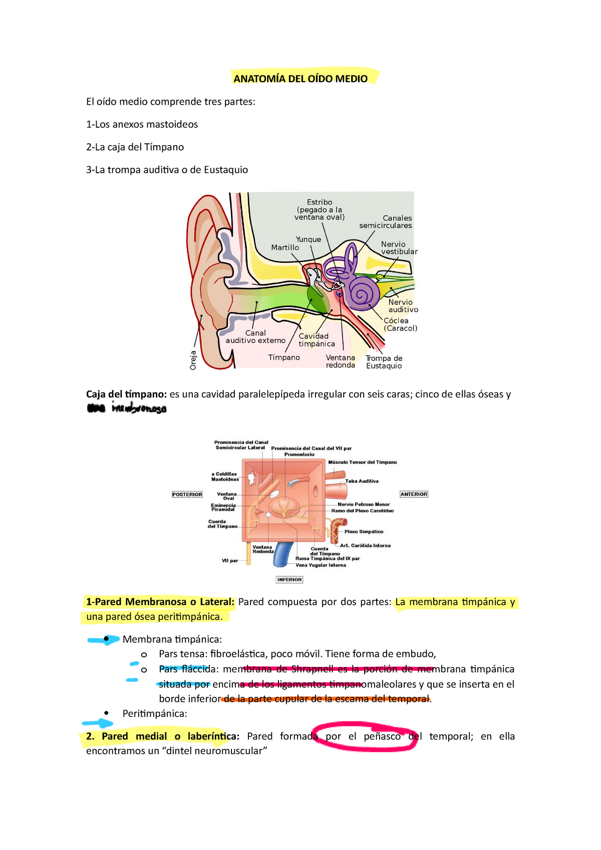 anatomía de la membrana timpánica