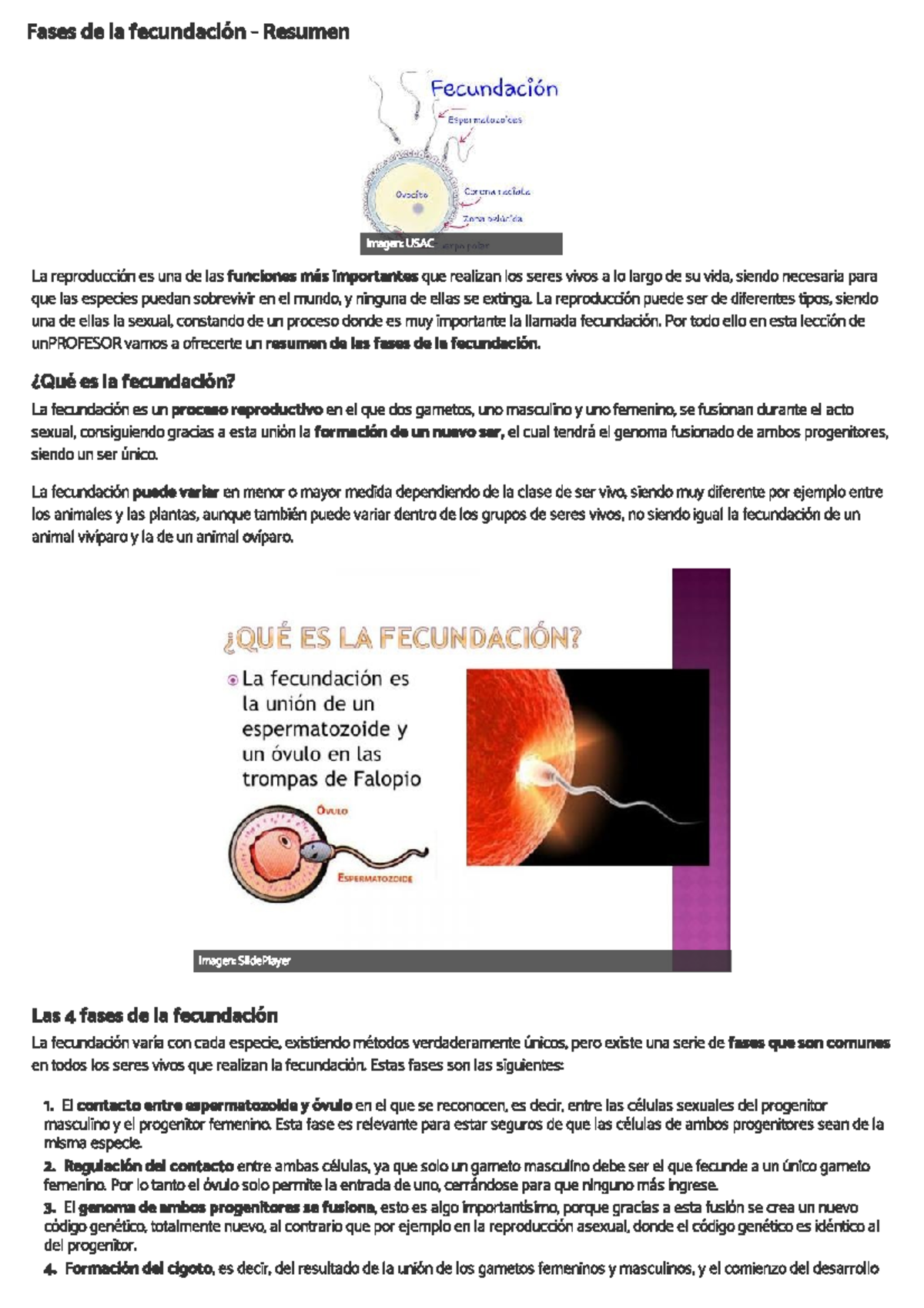 Fases De La Fecundacion Histologia Y Embriologia Unlp Studocu