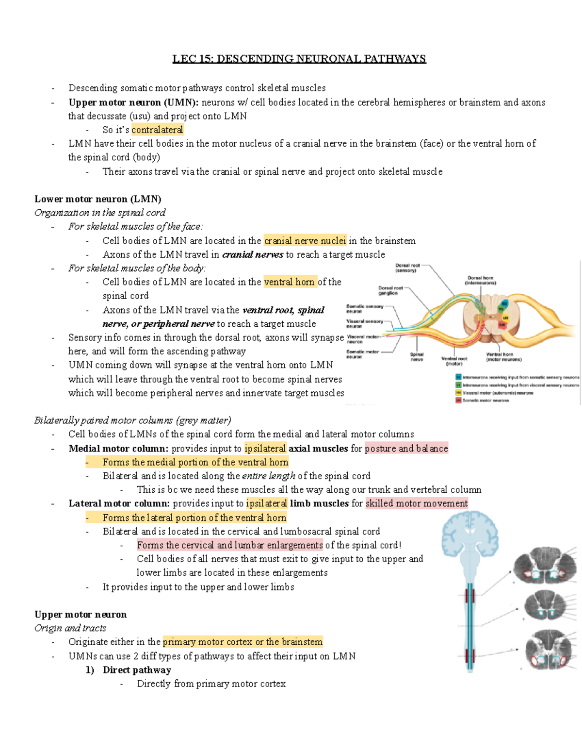 LEC 15 Descending Neuronal Pathways - LEC 15: DESCENDING NEURONAL ...