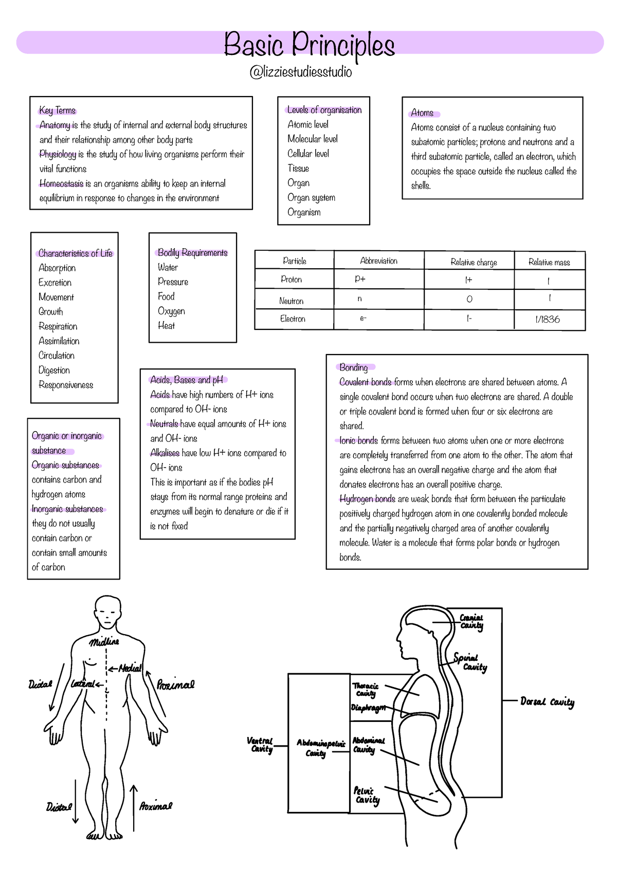 Anatomy Poster Collection Part 1 - Basic Principles 