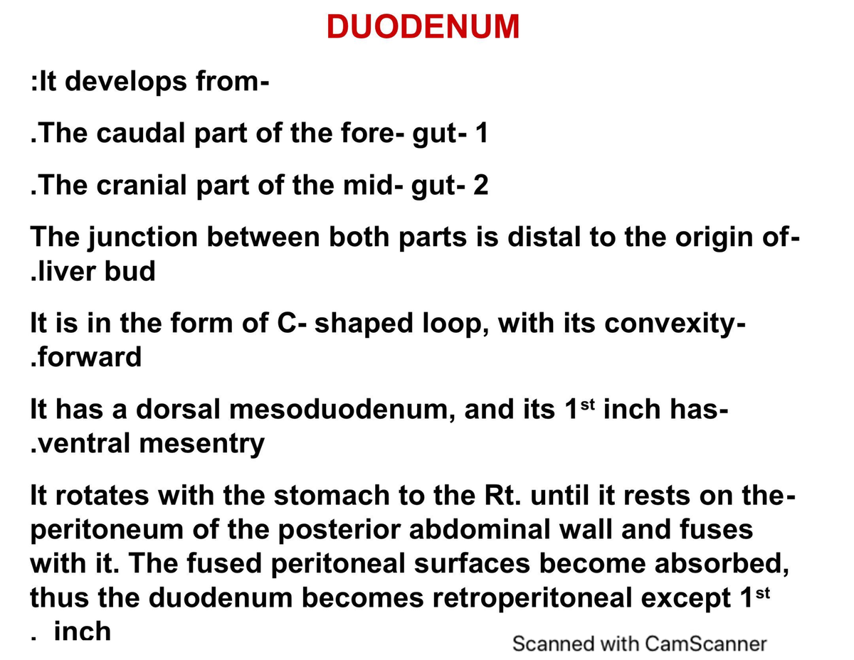 5 Duodenum - Anatomy 2 - Studocu