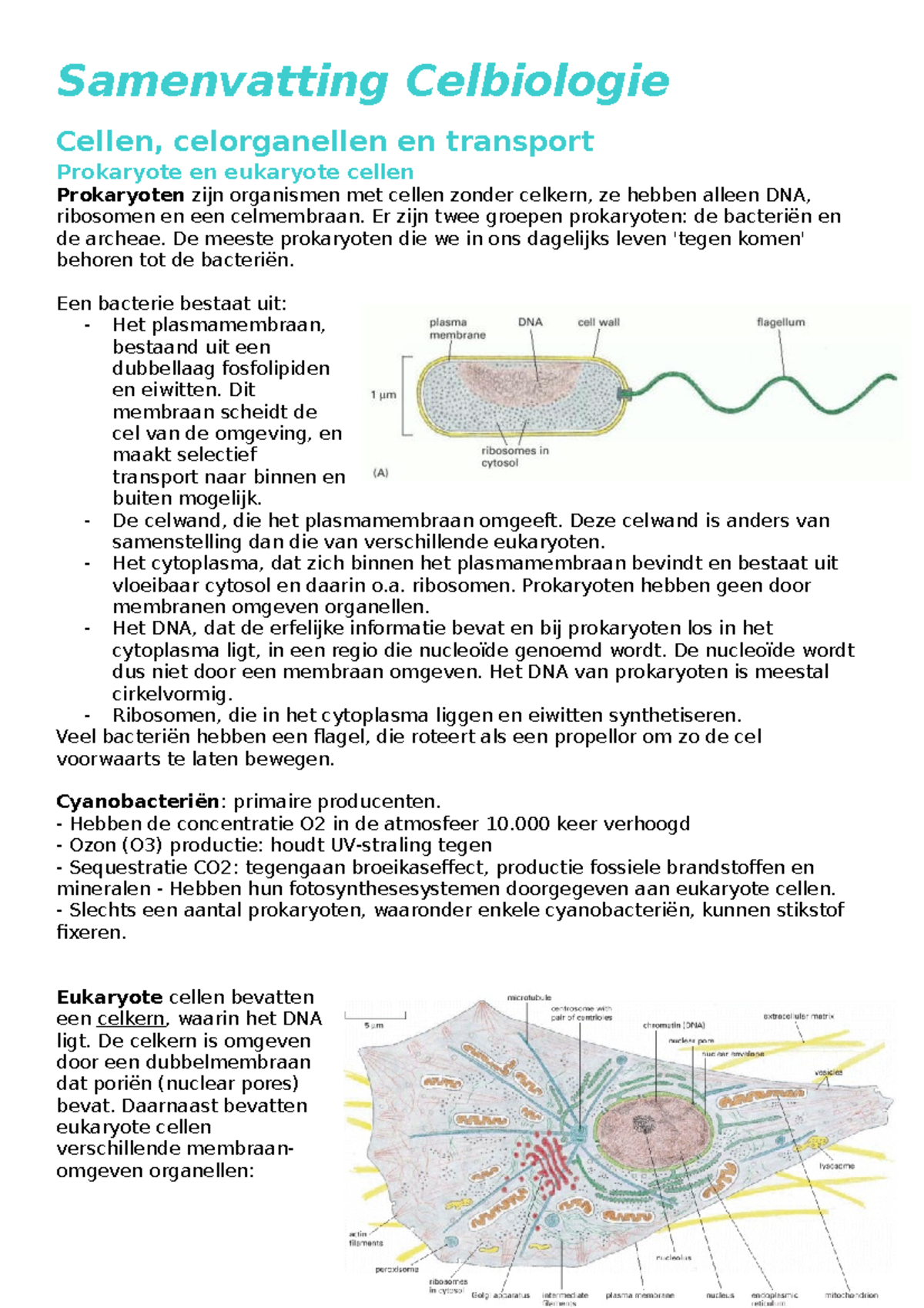 Samenvatting Celbiologie - Samenvatting Celbiologie Cellen ...