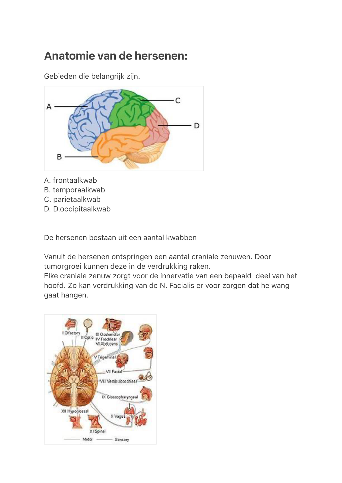 Anatomie Van De Hersenen Health Life Media