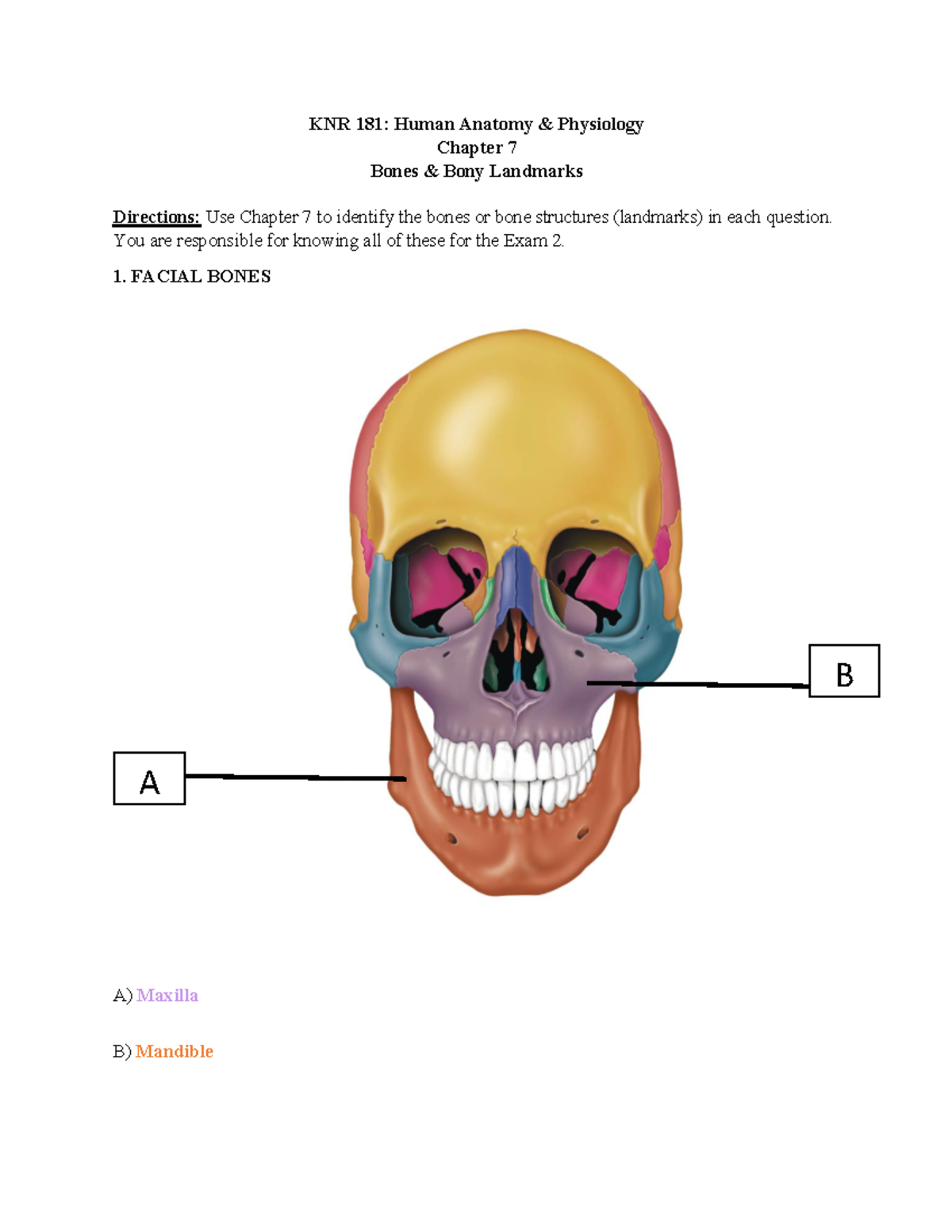 Microsoft Word KNR 181 Assignment 6 Ch. 7 Bones KNR 181 Human