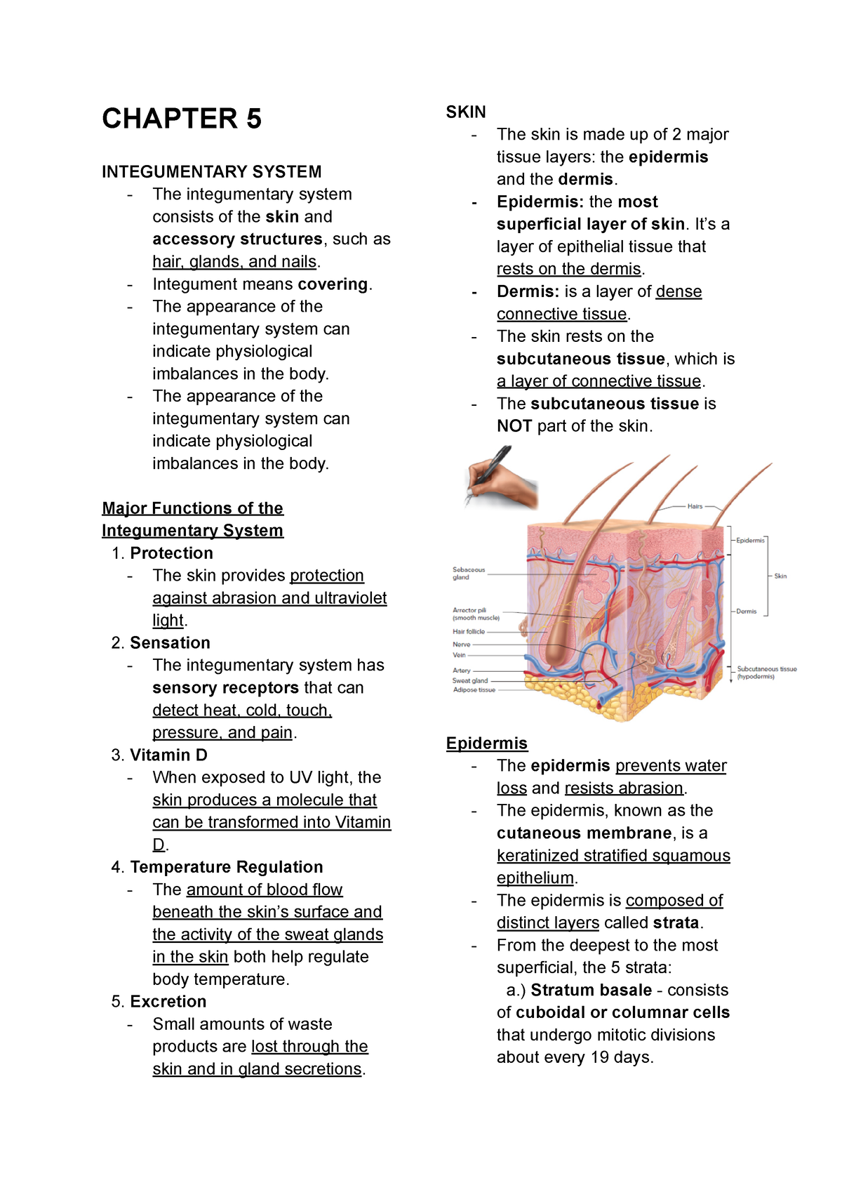 Anaphy Notes - Chapter 5 ( Integumentary System) - Chapter 5 