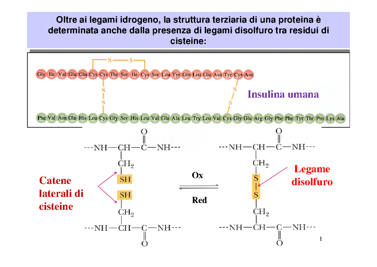 20-proteine-zuccheri-oltre-ai-legami-idrogeno-la-struttura-terziaria