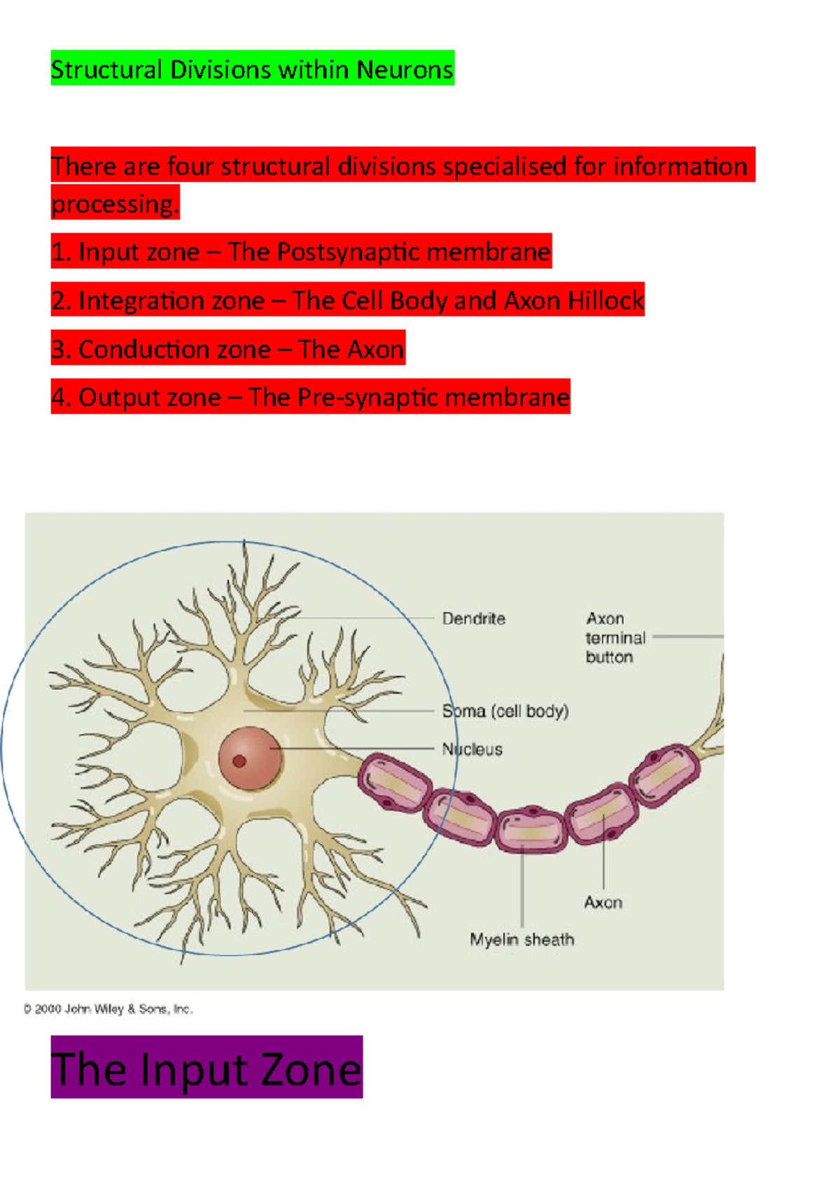 The nervous system part 2 - Structural Divisions within Neurons There ...