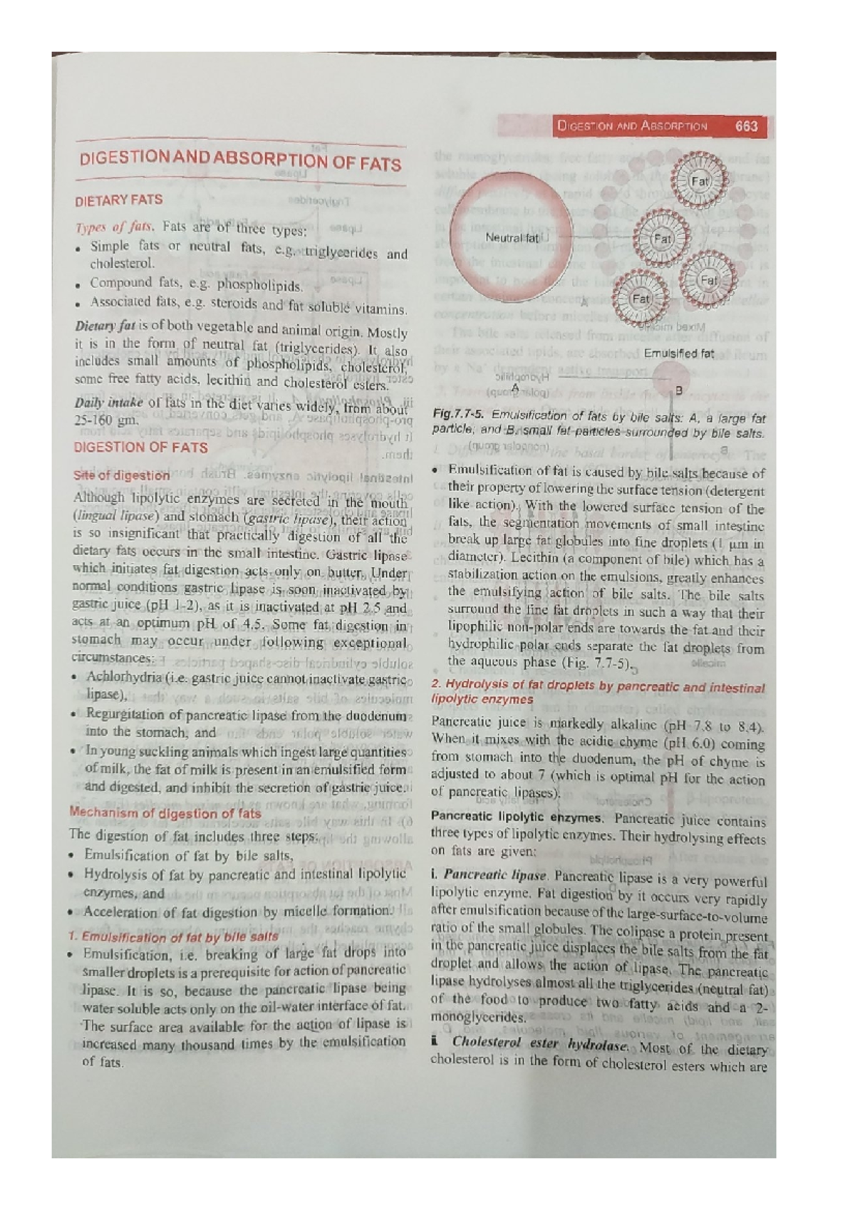 Digestion and absorption of fats - Clinical Biochemistry - Studocu