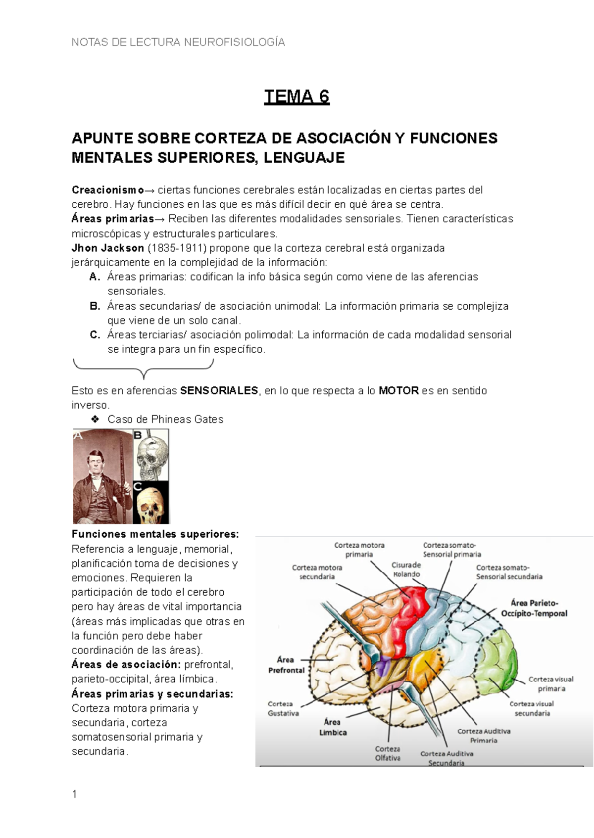 Apunte Sobre Corteza de Asociación Y Funciones- Neurofisiologia Kuffa ...