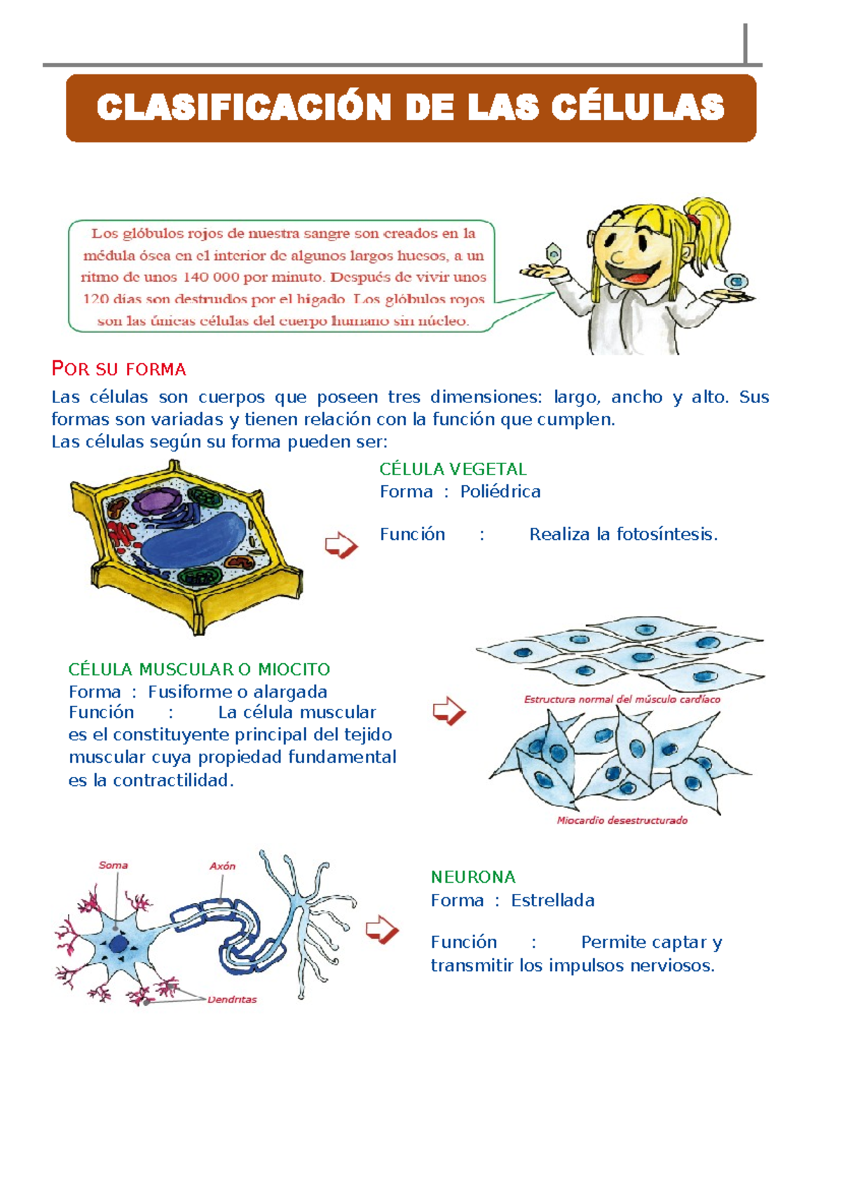 Clasificación de las Células sesion 2 2º - POR SU FORMA Las células son ...