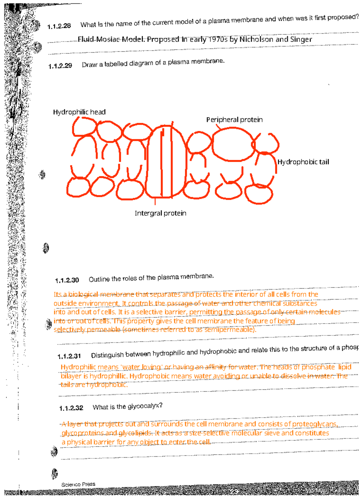 Nicholas Shi - Structure of Plasma Membrane Worksheet edited - Fluid ...