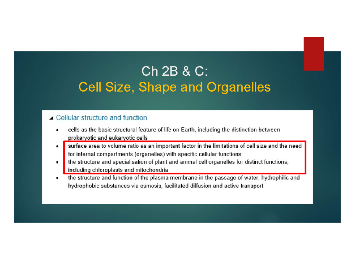 Ch 2B-C Cell Size, Shape and Organelles - Ch 2B & C: Cell Size, Shape ...