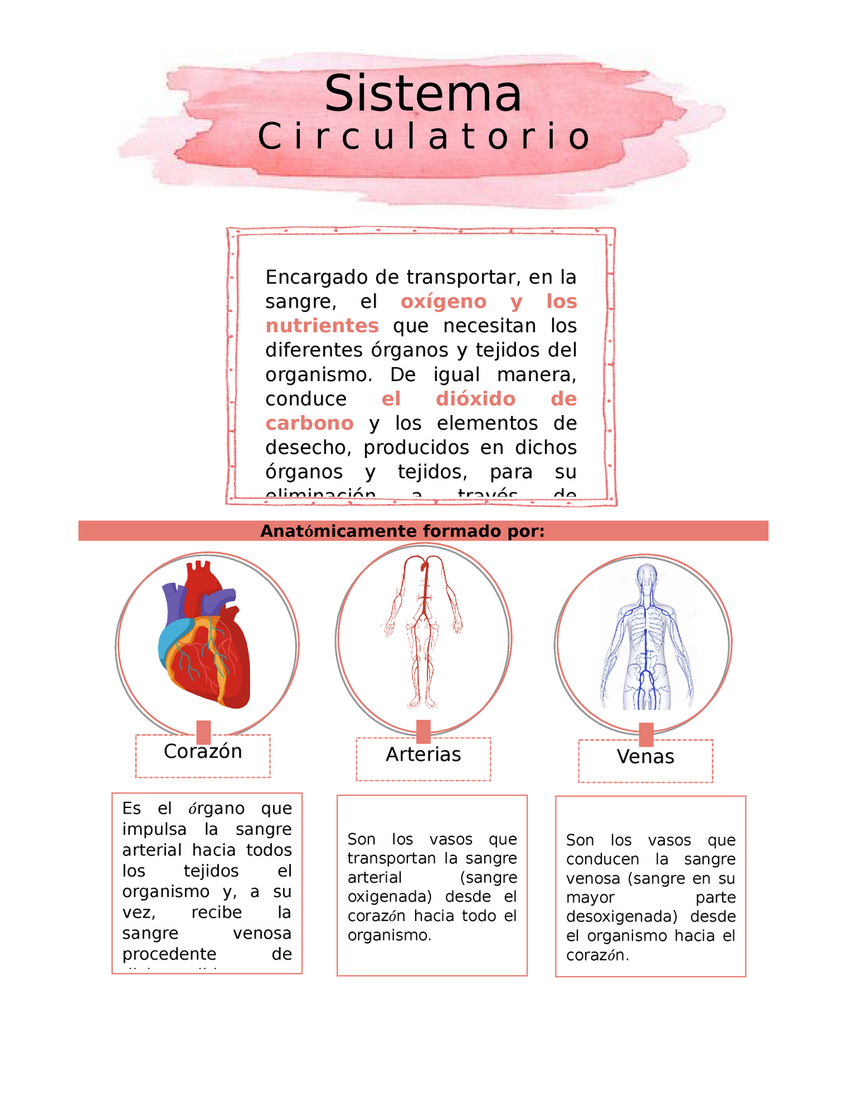 sistema-circulatorio-apuntes-anat-micamente-formado-por-sistema-c-i