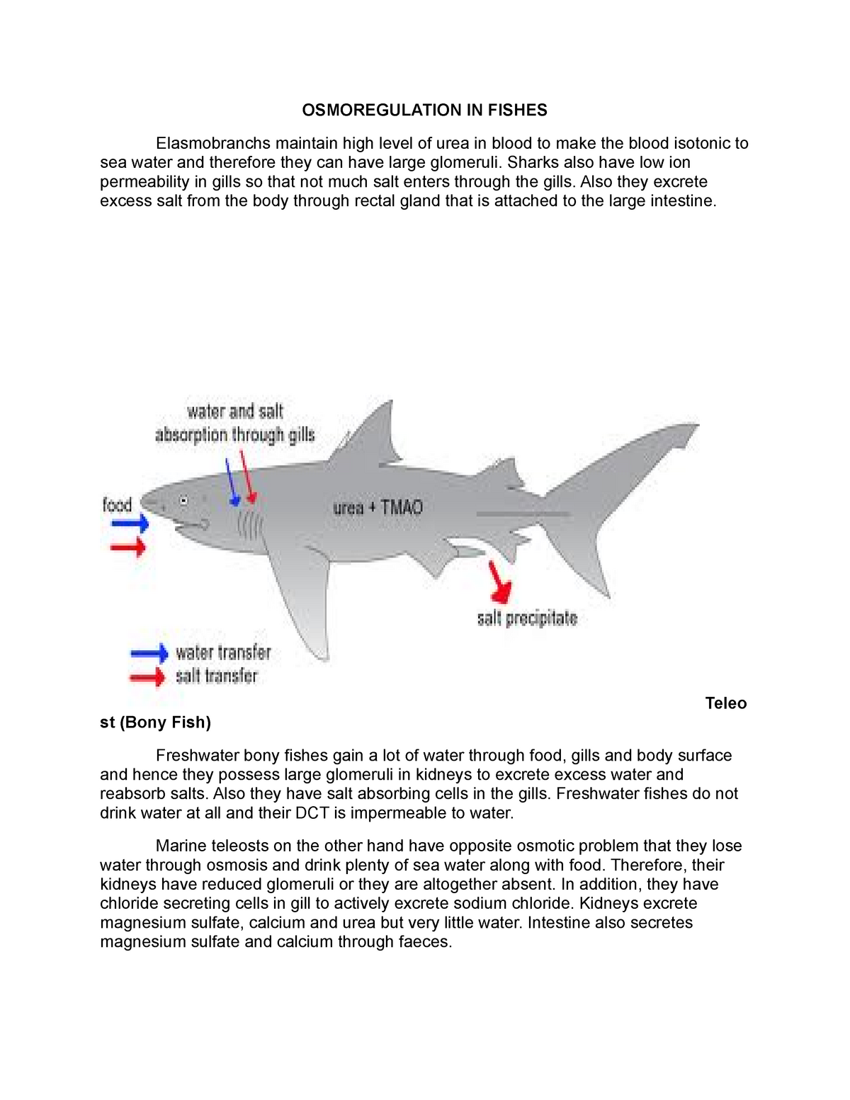 Osmoregulation - OSMOREGULATION IN FISHES Elasmobranchs maintain high ...