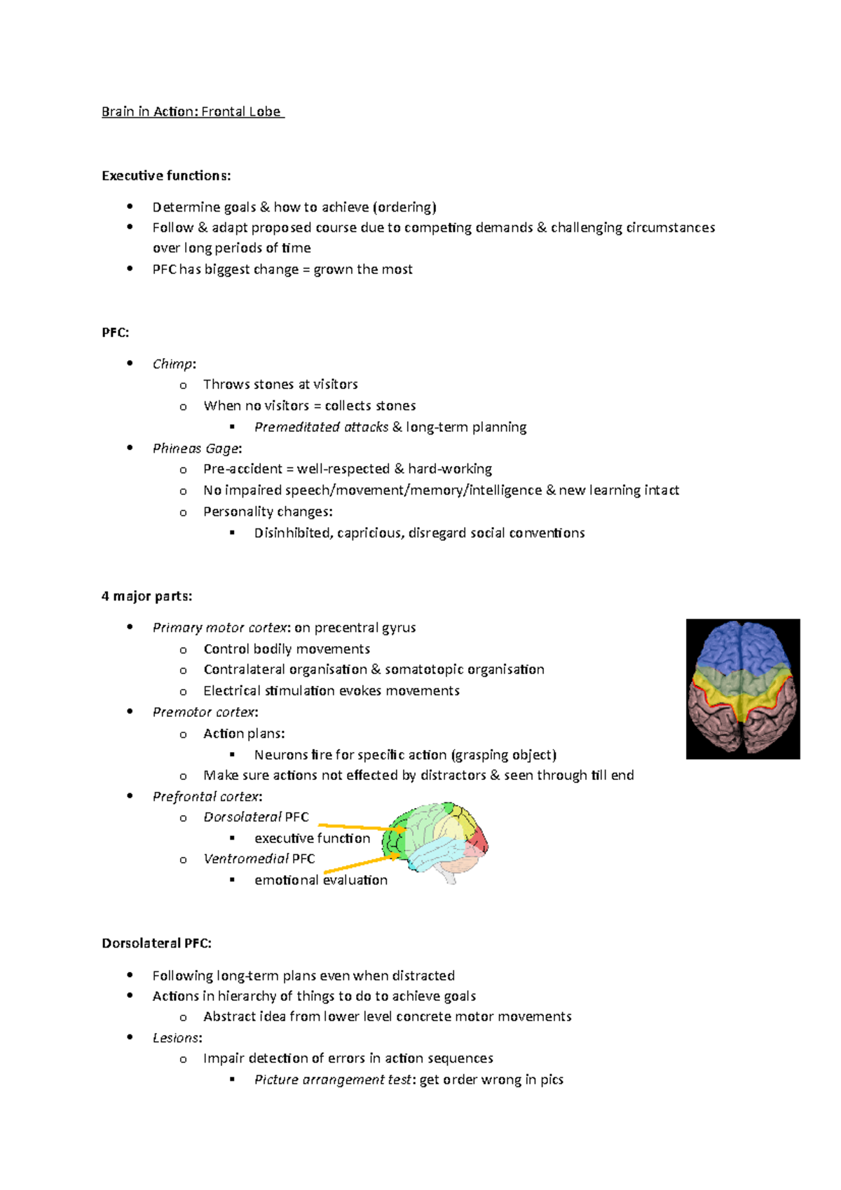 Brain in Action - Frontal Lobe - Brain in Action: Frontal Lobe ...