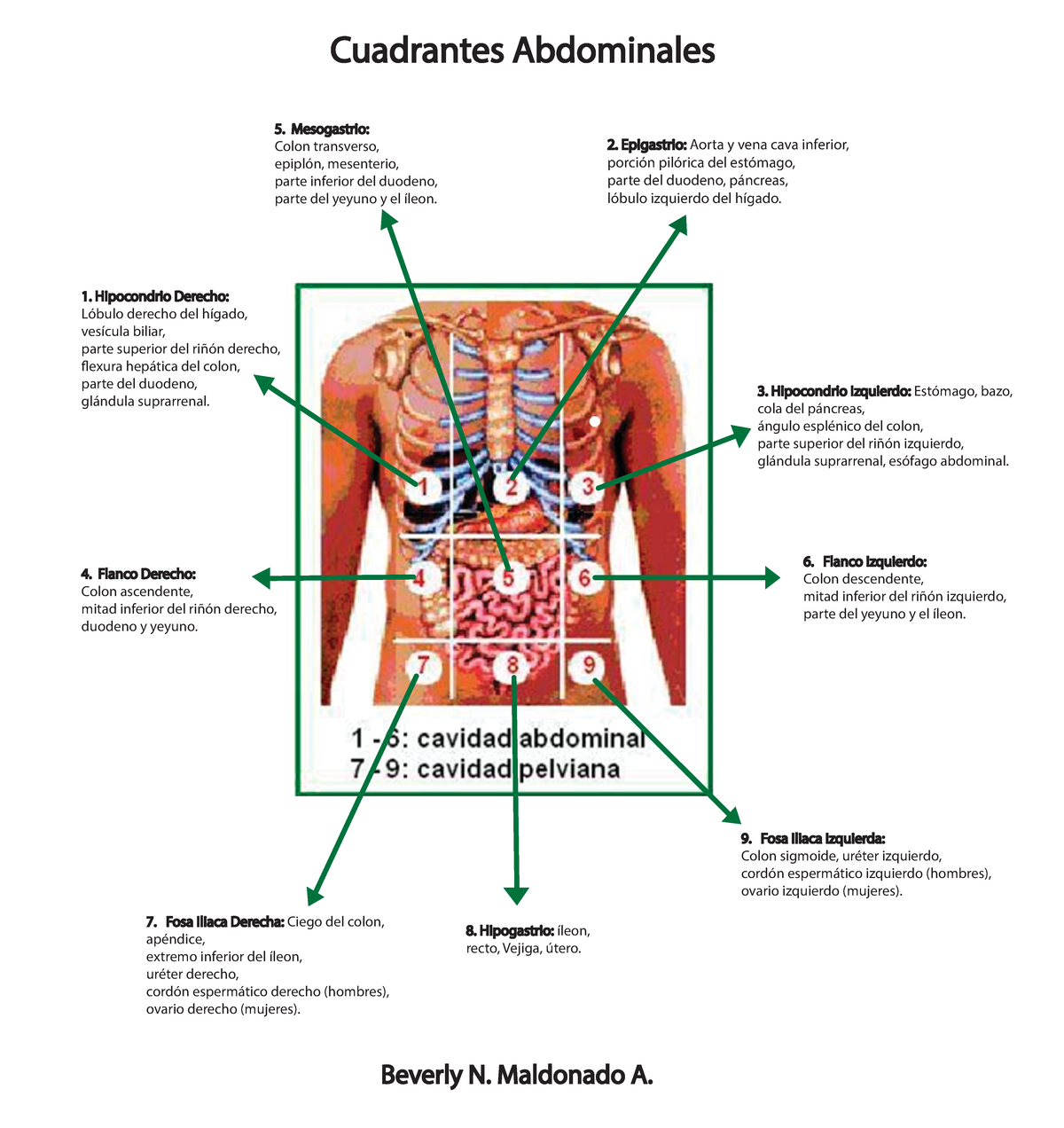 diagrama de órganos de cuadrantes abdominales