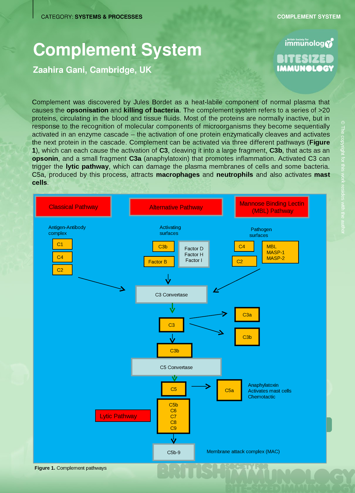 Complement System Immune Response Human Body - CATEGORY: SYSTEMS ...