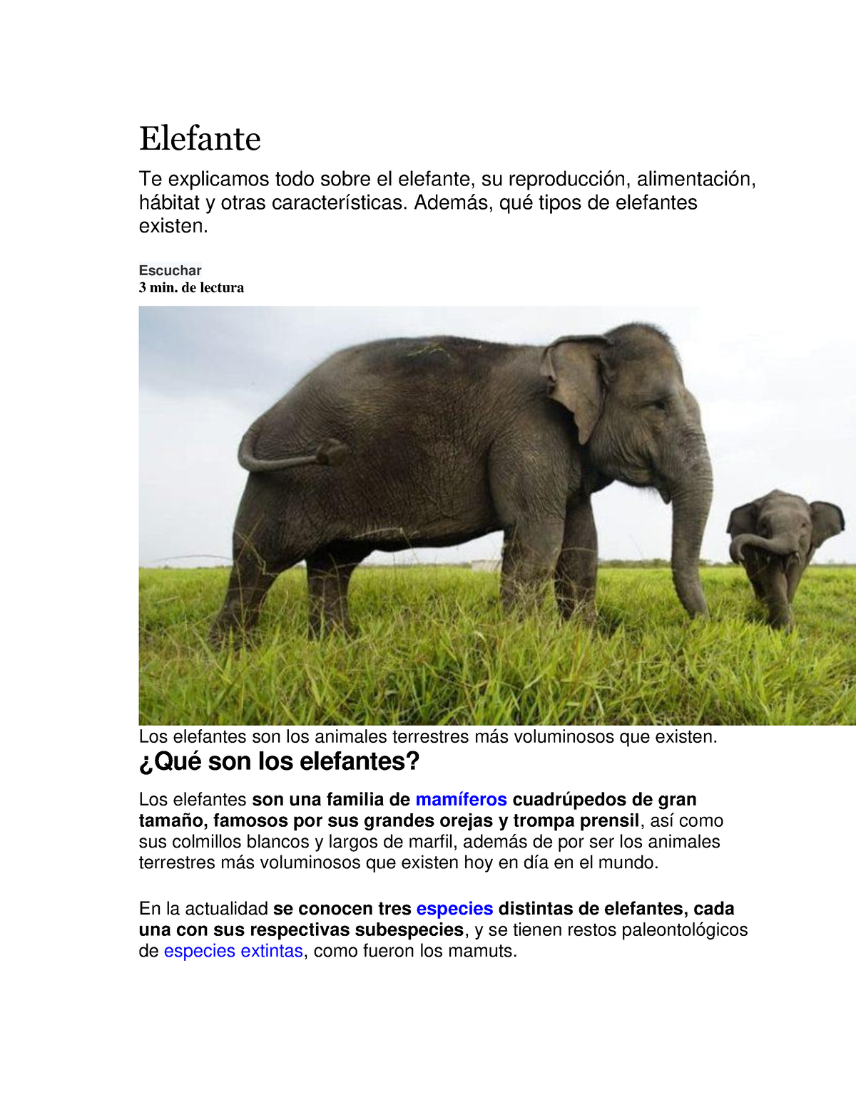 Elefante Elefante Te Explicamos Todo Sobre El Elefante Su Reproducci N Alimentaci N H Bitat