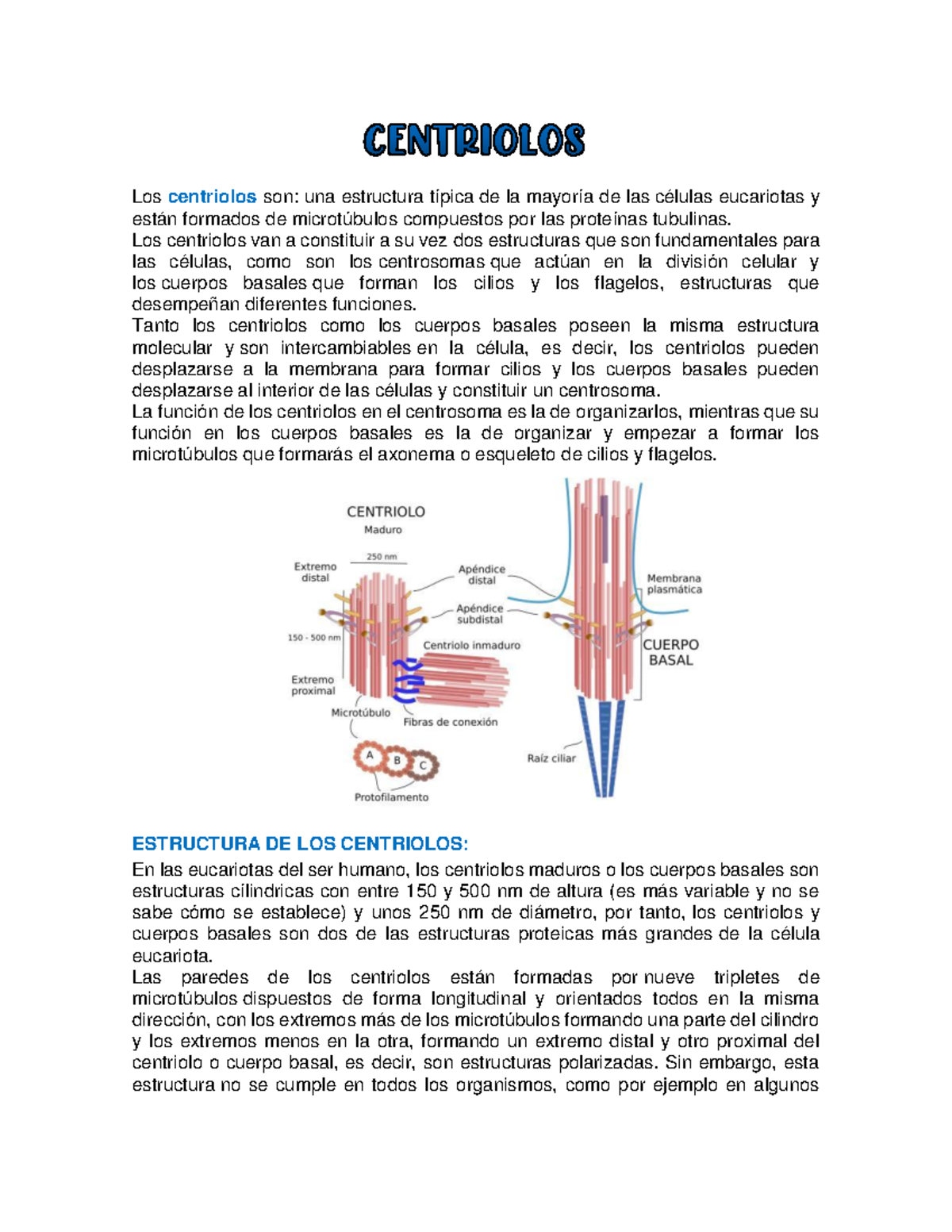 Centriolos - Holaa - Los centriolos son: una estructura típica de la ...