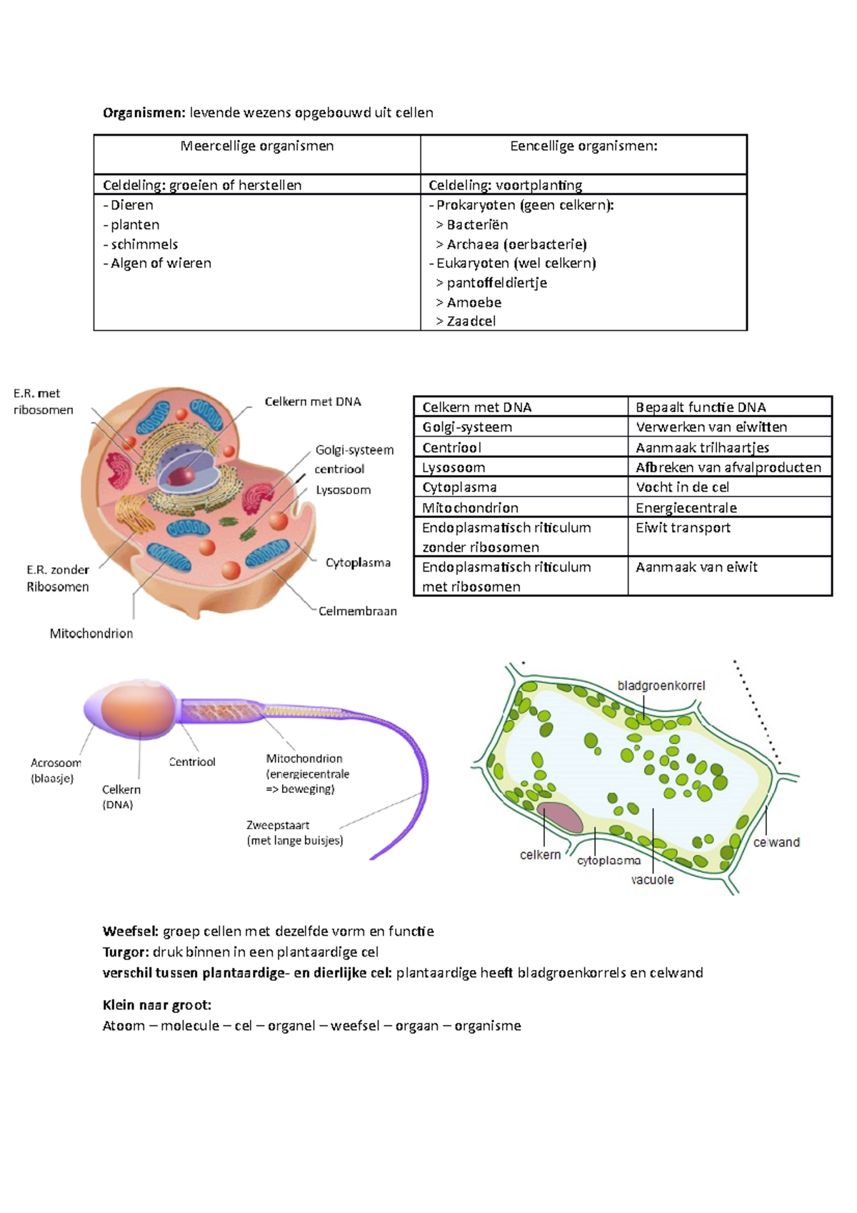 Samenvatting Biologie Cellen - Organismen: Levende Wezens Opgebouwd Uit ...