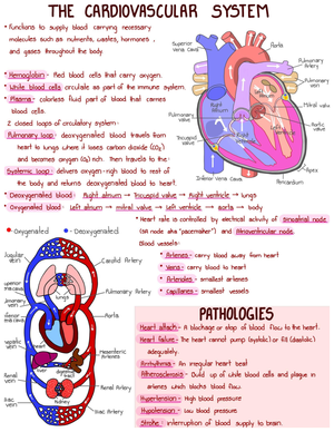 The Lymphatic System - Lecture human anatomy notes. - Human Anatomy ...