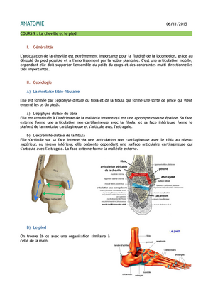 Anatomie 1 Ostéologie Arthrologie Et Mylogie - ANATOMIE 07/09/ COURS 1 ...