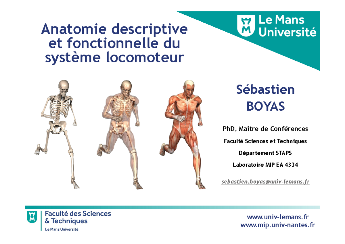 Ceinture Scapulaire - Fiche De Révision - Anatomie Des Membres ...