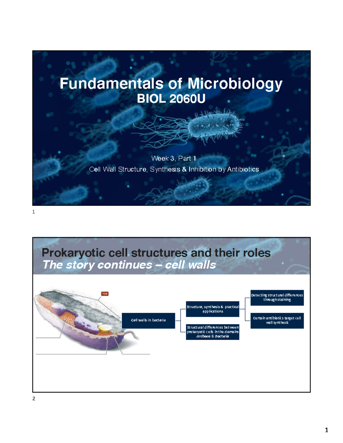 W3 P1 - Week 3 Part 1 Prokaryotic - Fundamentals of Microbiology BIOL ...