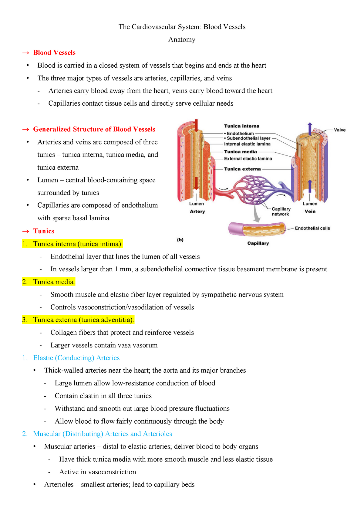 The Cardiovascular System- Blood Vessels - The Cardiovascular System ...