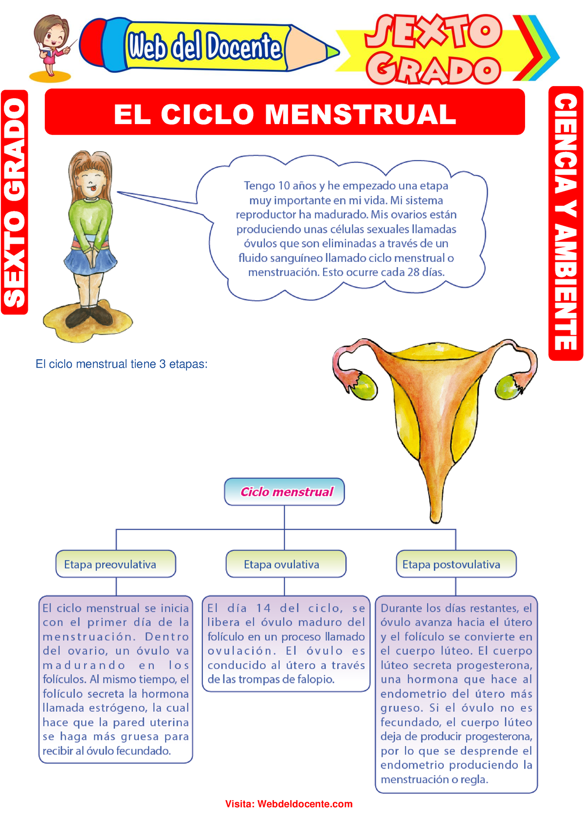 El Ciclo Menstrual Para Sexto Grado De Primaria El Ciclo Menstrual Tiene 3 Etapas El Ciclo 2995