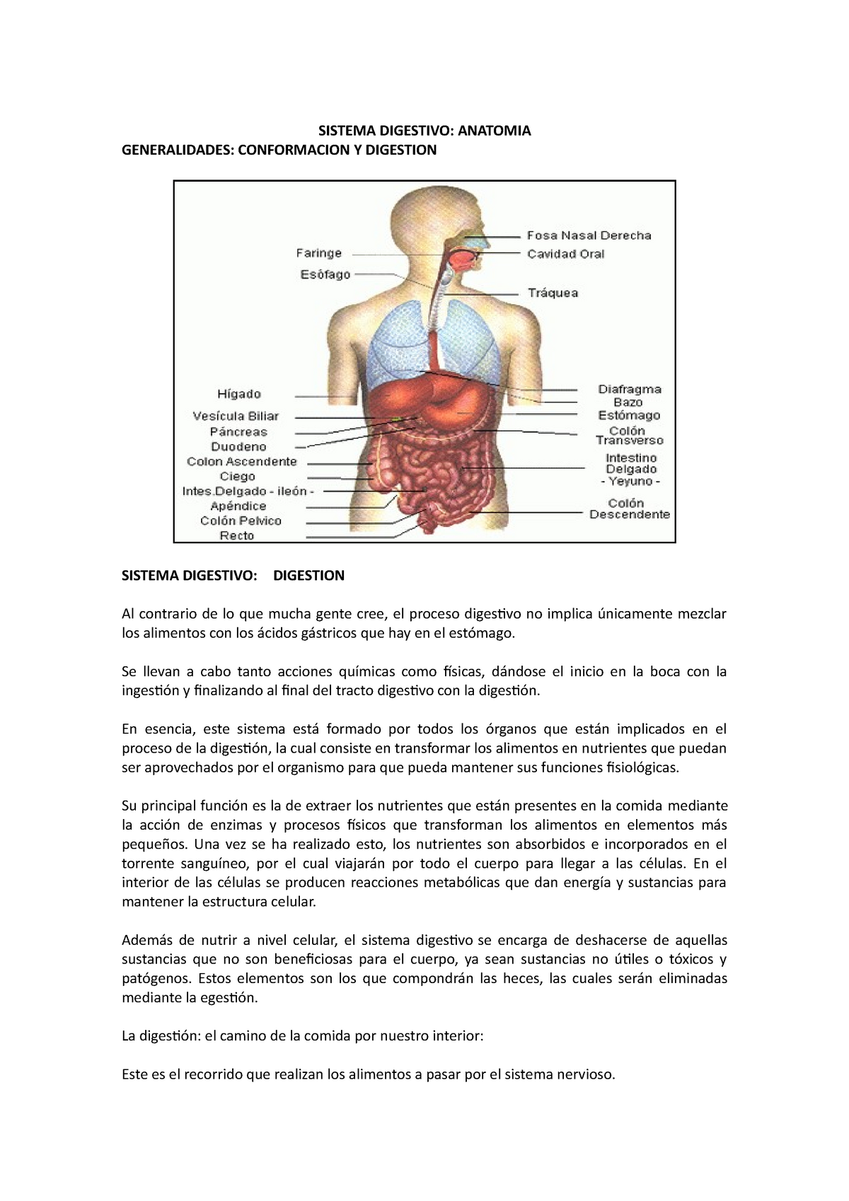 Sistema Digestivo Completo - SISTEMA DIGESTIVO: ANATOMIA GENERALIDADES ...