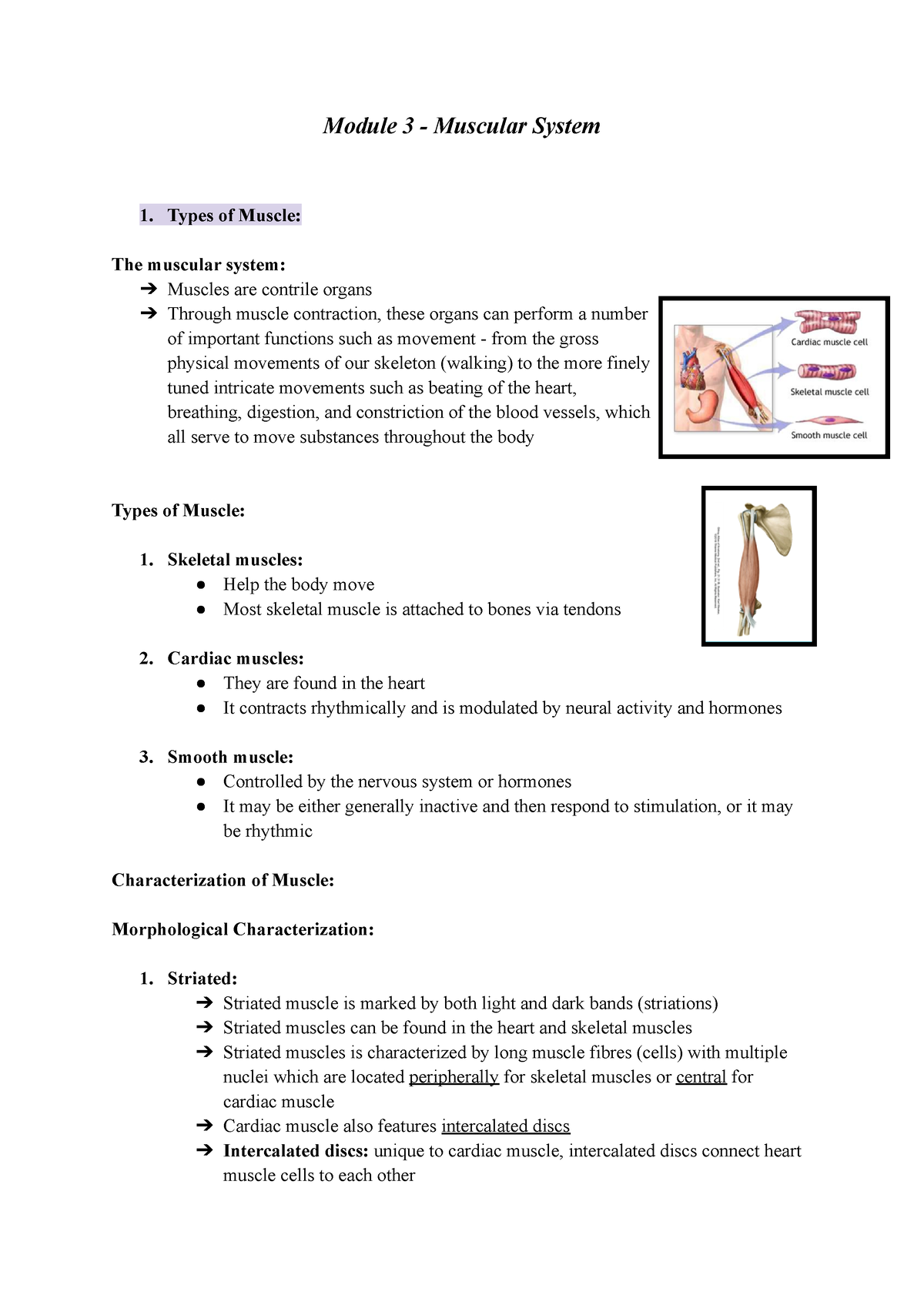 case study #3 muscular system