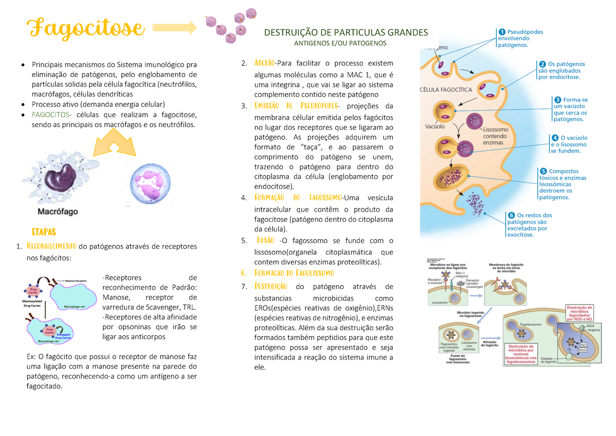 Fagocitose - Fagocitose Principais Mecanismos Do Sistema Imunológico ...