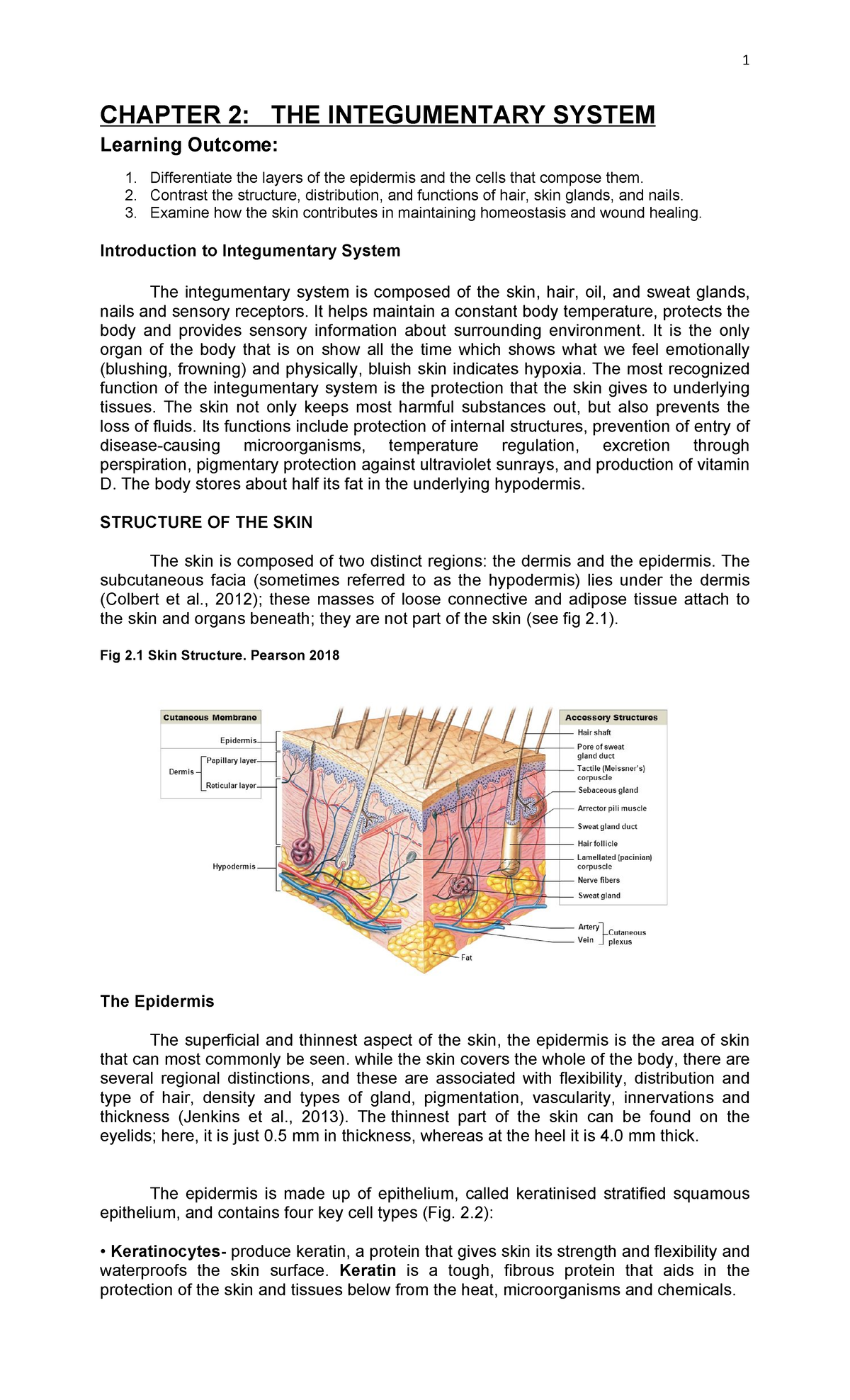 Anaphy-CHAP2 - Ana - CHAPTER 2: THE INTEGUMENTARY SYSTEM Learning ...