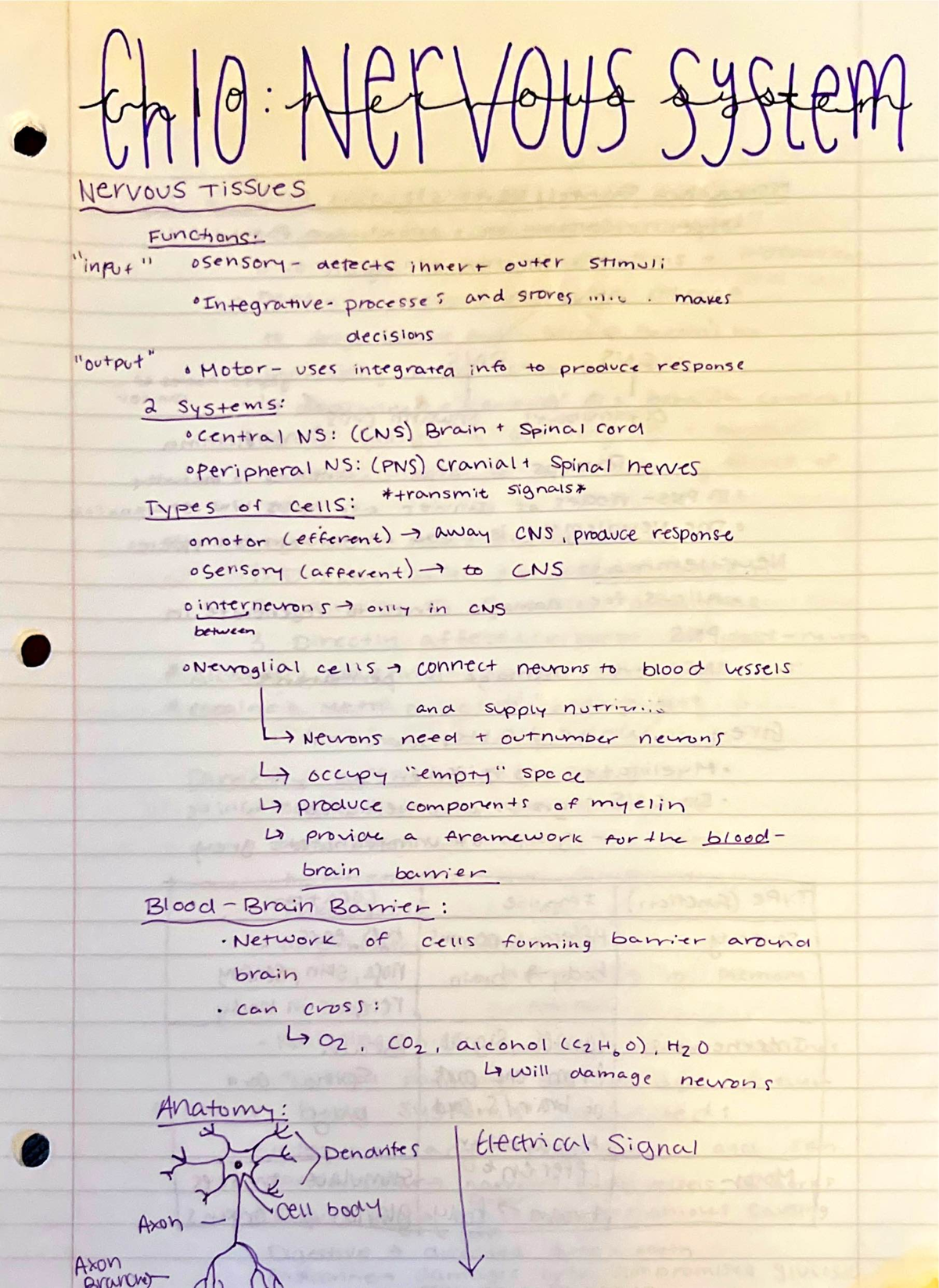 Nervous System Notes - BIOL 355 - Studocu