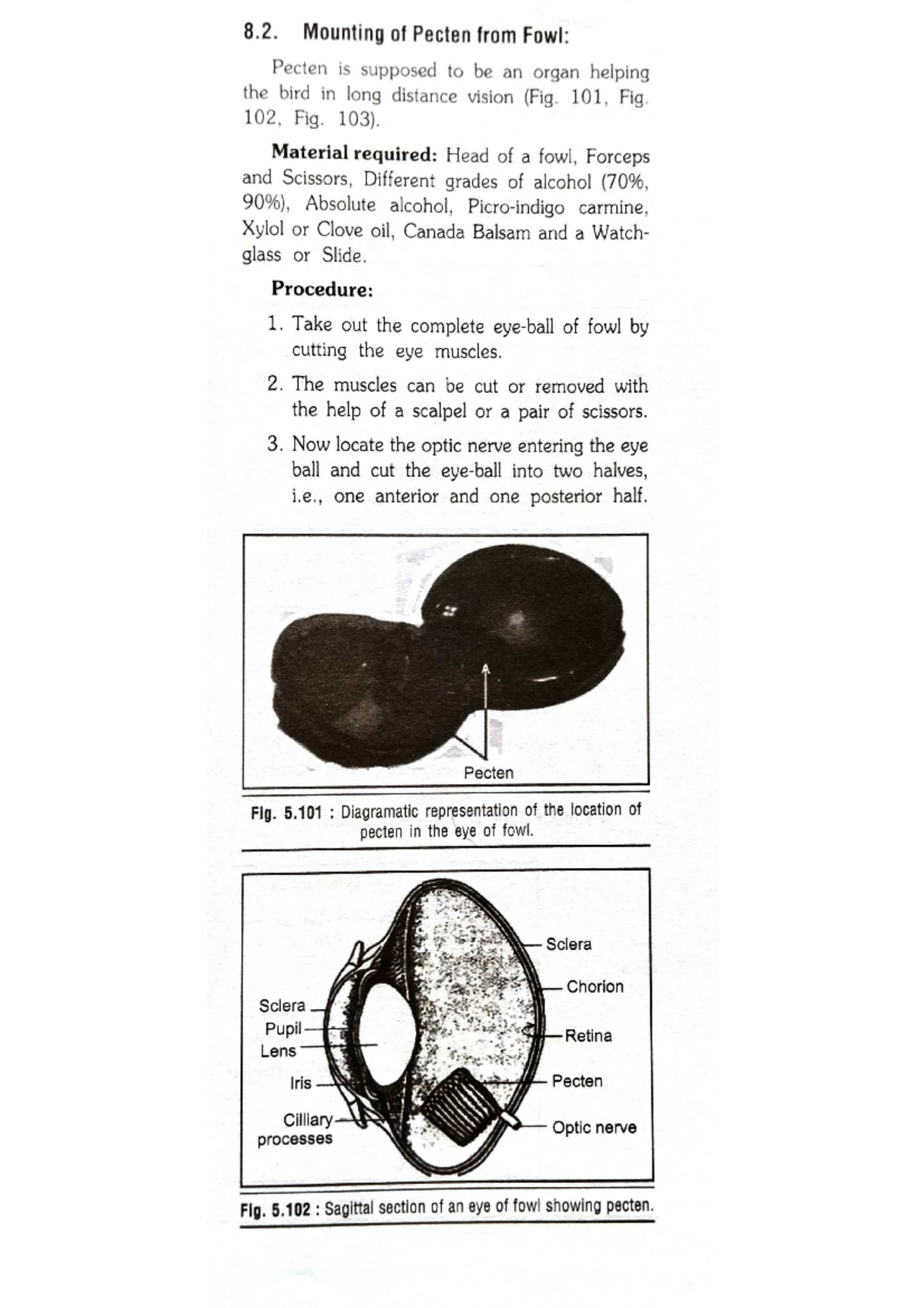Pecten from fowl head - b.sc. honours zoology - Studocu