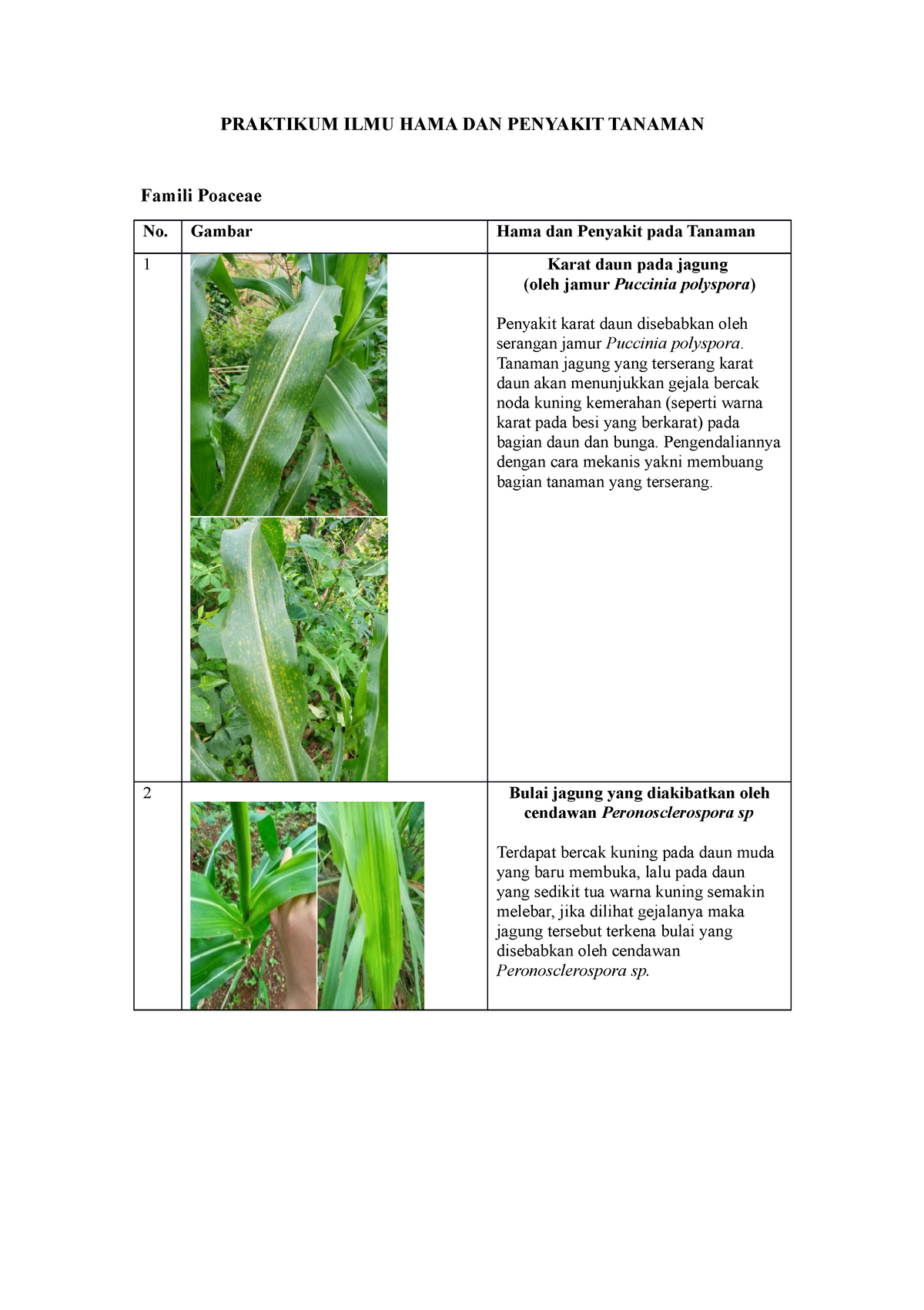 Hama Dan Penyakit Yang Menyerang Tanaman Praktikum Ilmu Hama Dan Penyakit Tanaman Famili