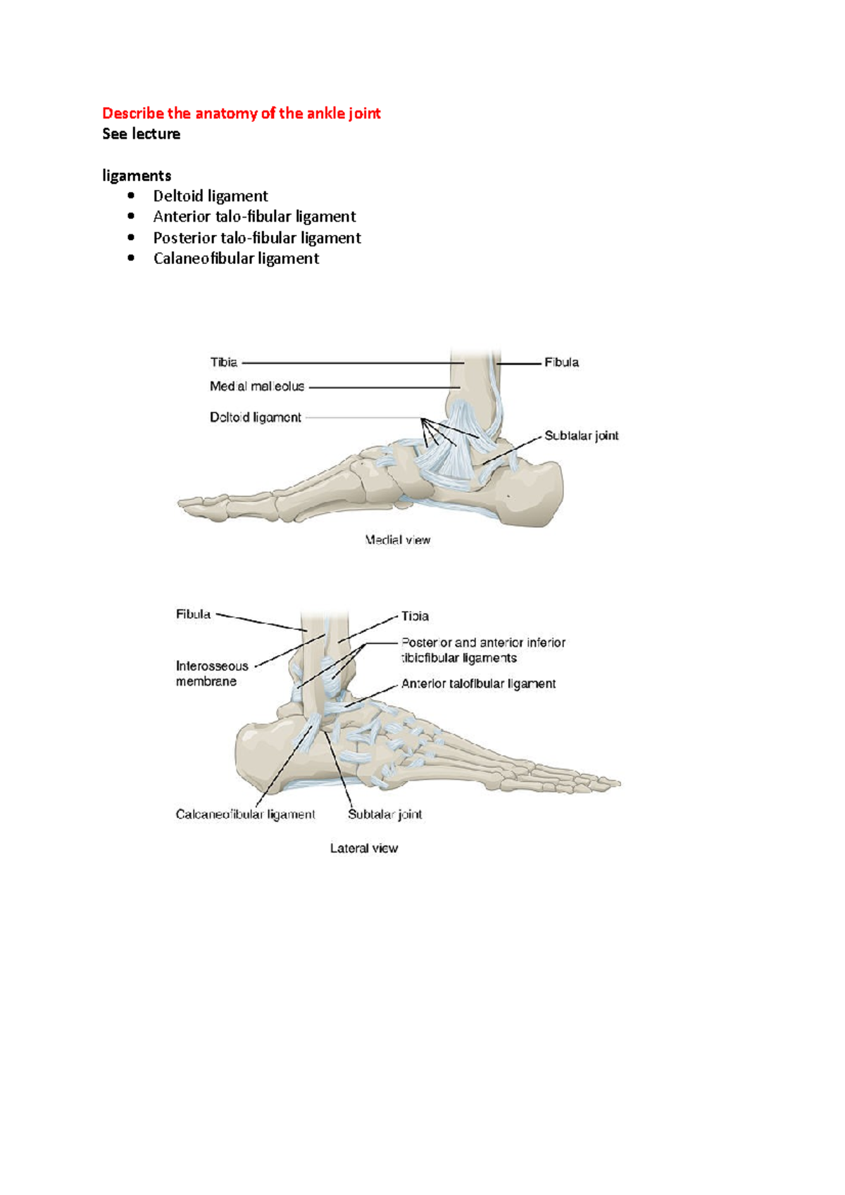 8. Ankle joint and plantar aspect of foot - Describe the anatomy of the ...