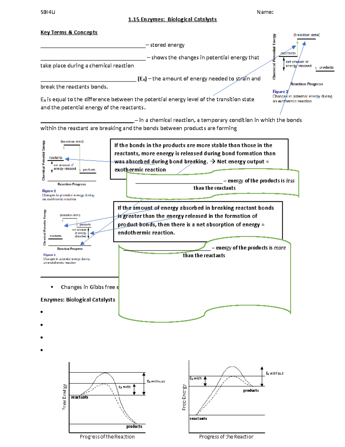 15 Enzymes Student Note SBI4U Name 1 Enzymes Biological Catalysts