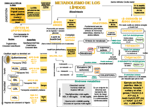 Mapa conceptual/apunte del metabolismo de lípidos - ?- Oxidación de ácidos  gr asos- METABOLISMO DE - Studocu