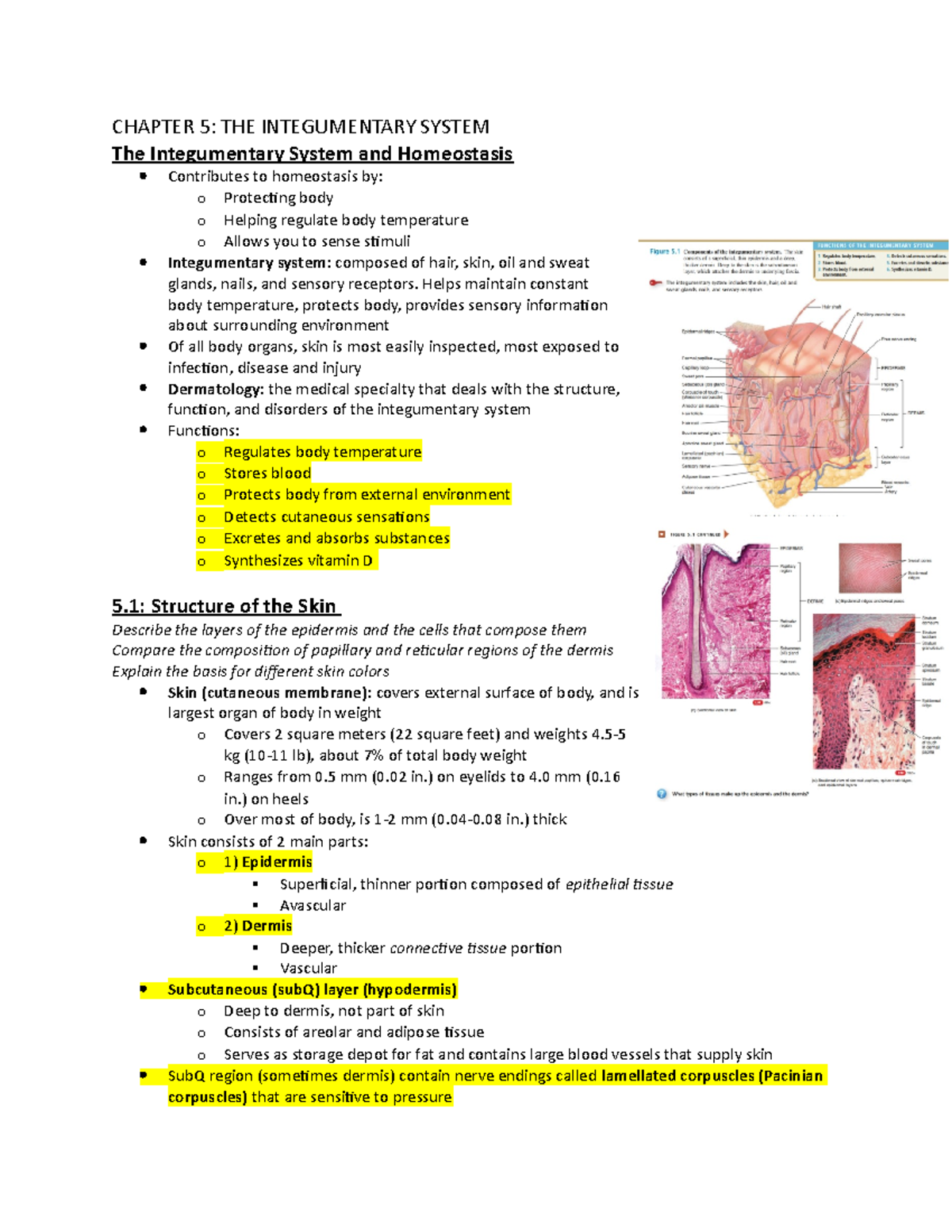 Chapter 5 - CHAPTER 5: THE INTEGUMENTARY SYSTEM The Integumentary ...