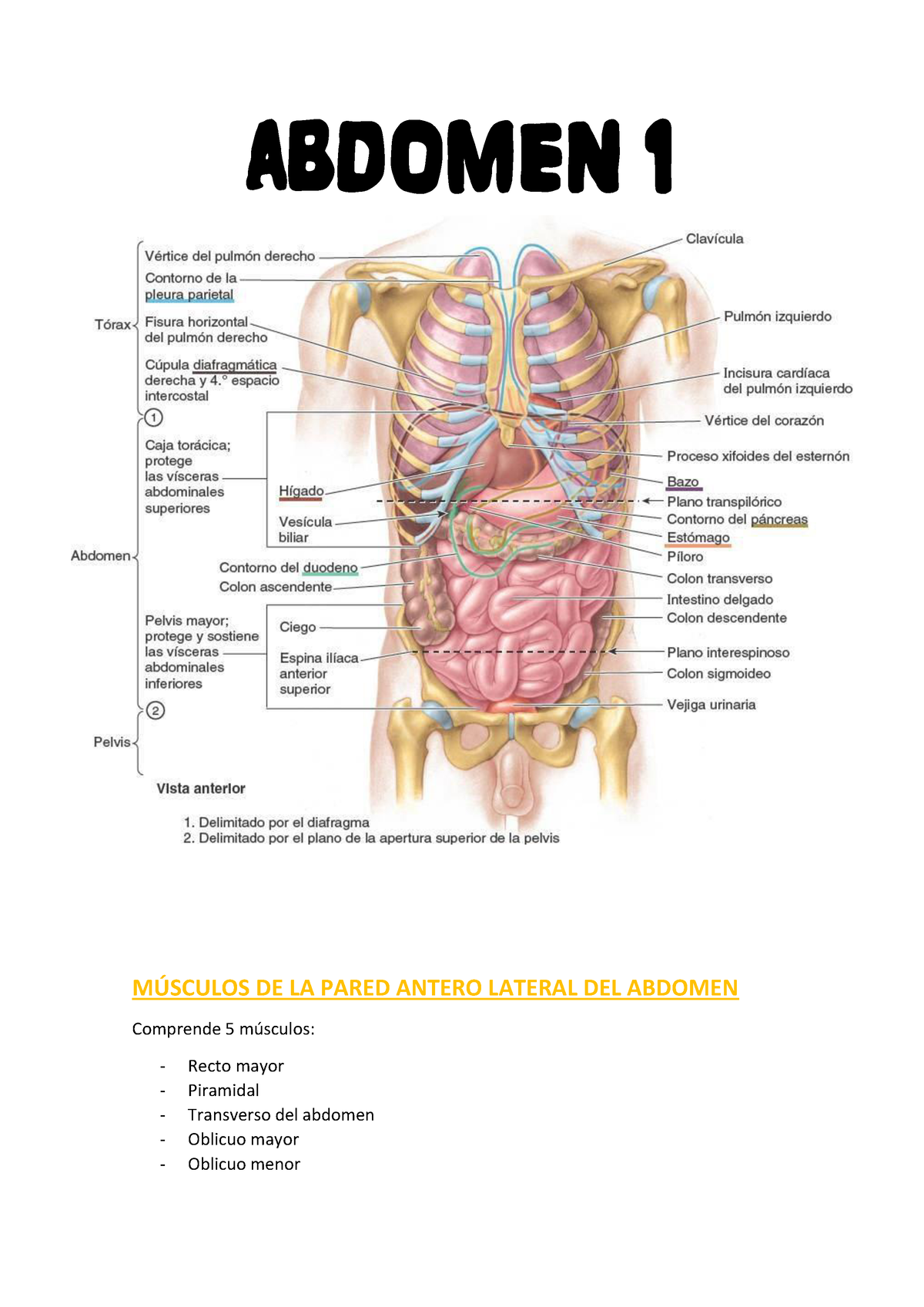 Abdomen, órganos y huesos del abdomen - ABDOMEN 1 MÚSCULOS DE LA PARED ...